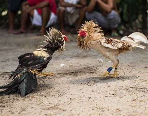 COCKFIGHTING .